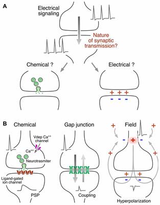 Two Forms of Electrical Transmission Between Neurons